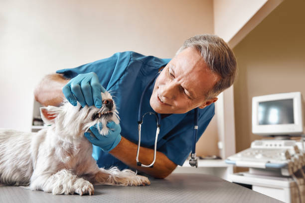 Best Emergency Dental Services for Seniors in Crewe, VA